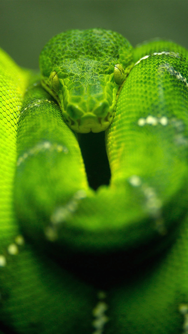 green-snake-iphone-5-wallpaper-ilikewallpaper_com ...
