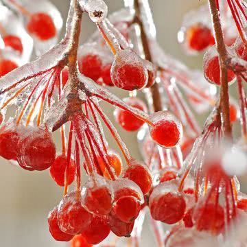 凍りついた赤い実
