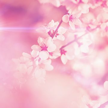 桜の花 | 春のかわいいiPad壁紙
