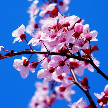 桜の花と原色の青空