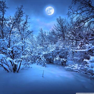 月夜の雪の森
