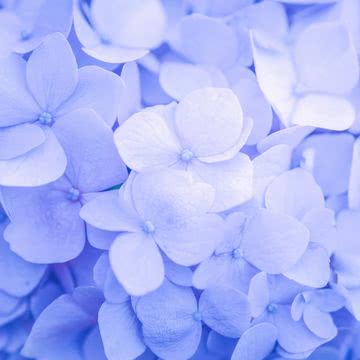 【41位】青い花
