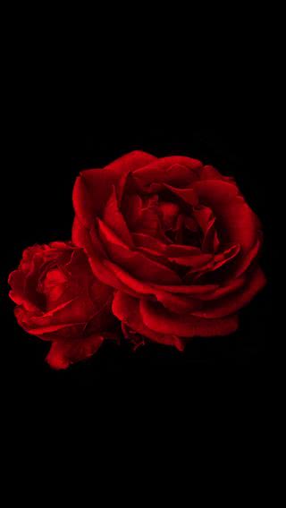 【86位】真紅の薔薇