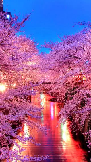 【53位】夜桜|桜のiPhone壁紙
