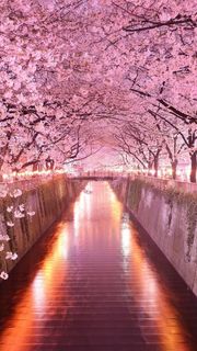 【18位】満開の夜桜|桜のiPhone壁紙
