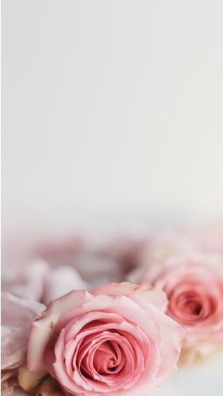 【50位】ピンクの薔薇