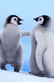 かわいいペンギン達