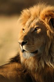 ライオン | 動物のスマホ壁紙