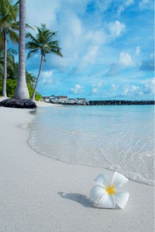 砂浜の白い花