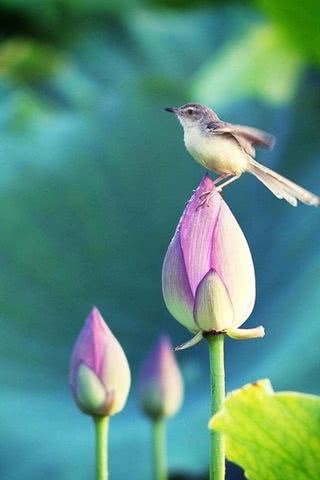 花と鳥