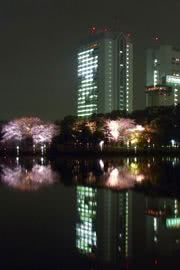春の夜桜