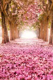 桃色の花びらの道 | ガーリーなiPhone壁紙