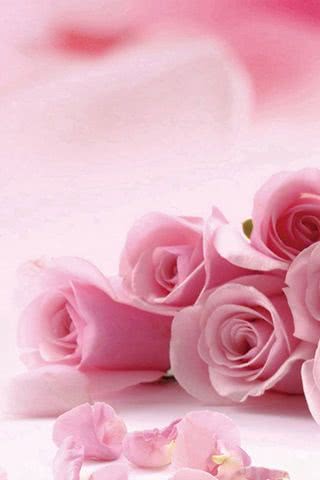 【110位】ピンク色のバラ