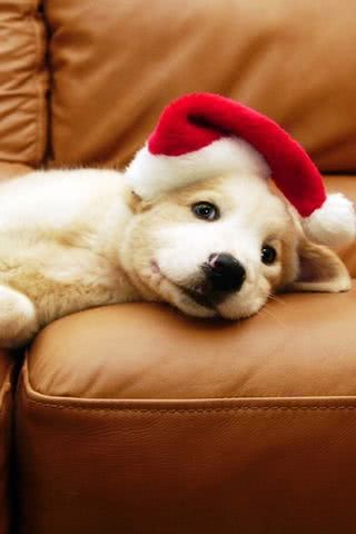 子犬のクリスマス