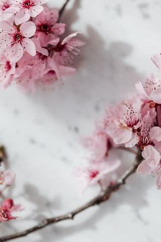 【40位】桜|桜のiPhone壁紙
