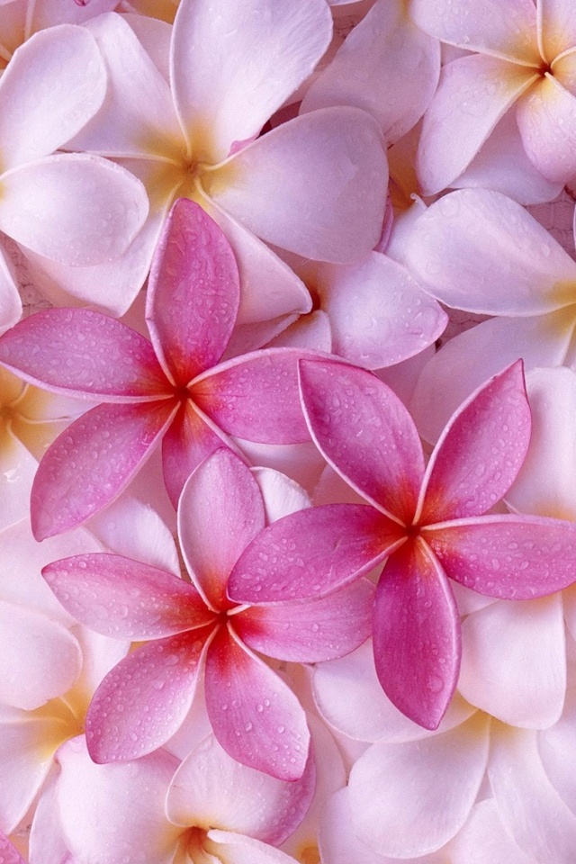 ピンク 壁紙 花