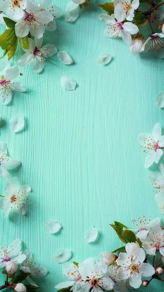 【17位】桜|春のiPhone壁紙
