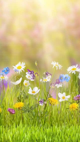 【19位】春の花畑|春のiPhone壁紙