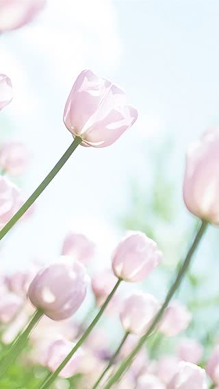 【16位】ピンクのチューリップ畑|春のiPhone壁紙