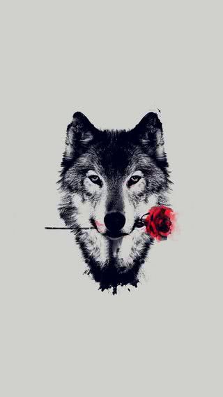【283位】オオカミと薔薇