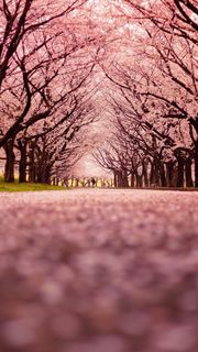 【28位】春の桜並木|桜のiPhone壁紙