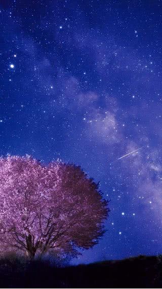 【49位】夜桜と流れ星