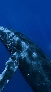 クジラ | 動物のスマホ壁紙