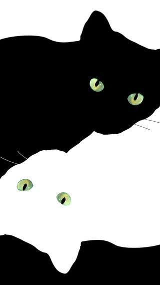 【231位】黒猫と白猫