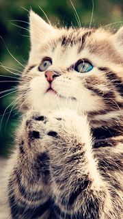 祈る猫 | かわいいネコのiPhone壁紙