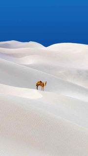 白い砂漠