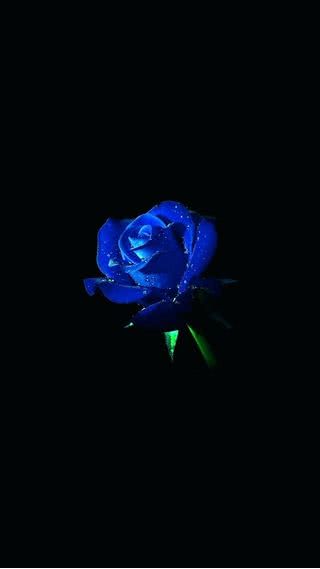 【239位】青い薔薇