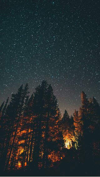 夜の森