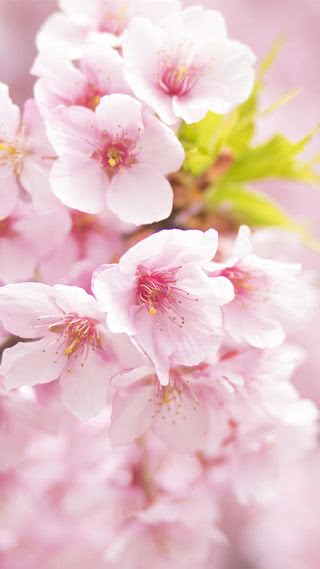 【22位】桜|桜のiPhone壁紙