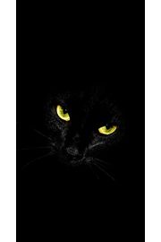 【176位】黒猫 | 動物のiPhone壁紙