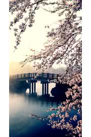 桜の咲く水辺|桜のiPhone壁紙