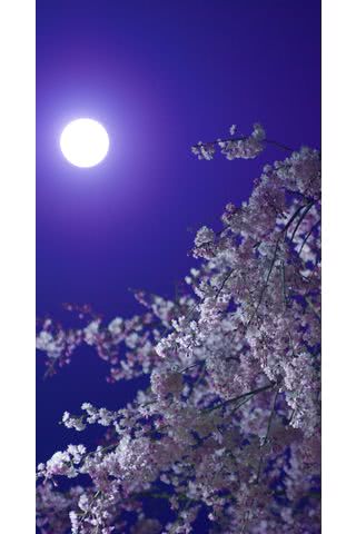 【93位】月夜の桜|桜のiPhone壁紙