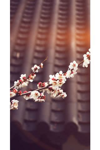 桜と煉瓦屋根