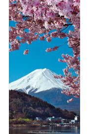 【196位】富士山と桜|桜のiPhone壁紙