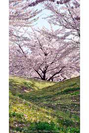桜 花の壁紙