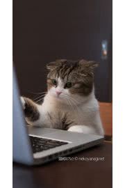 【かわいい】パソコンをつかうネコ