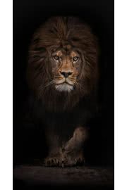 凛々しいライオン | 動物のiPhone壁紙
