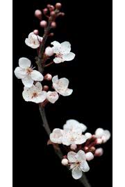 桜のiPhone壁紙