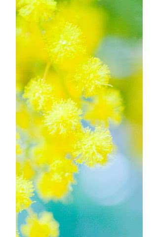 【171位】黄色い花
