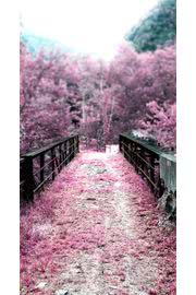 【212位】満開の桜|桜のiPhone壁紙
