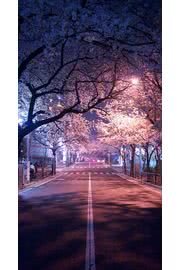 【162位】東京の夜桜|桜のiPhone壁紙