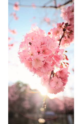 【新着5位】桜|桜のiPhone壁紙