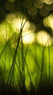 草むらの中 | 綺麗な写真のiPhone壁紙