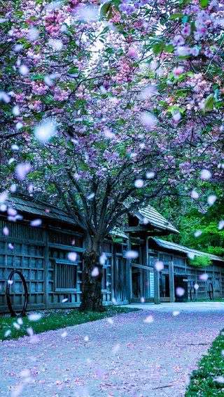 桜が舞い散る春の風景