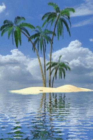 Palm In Tropical Island Live W スマホ ライブ壁紙ギャラリー
