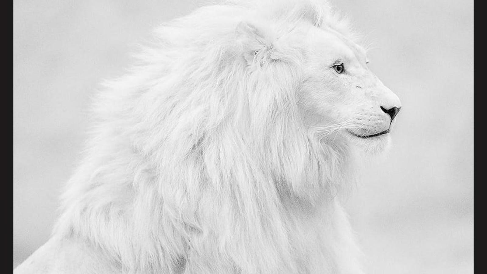 White Lion Live Wallpaper スマホ ライブ壁紙ギャラリー